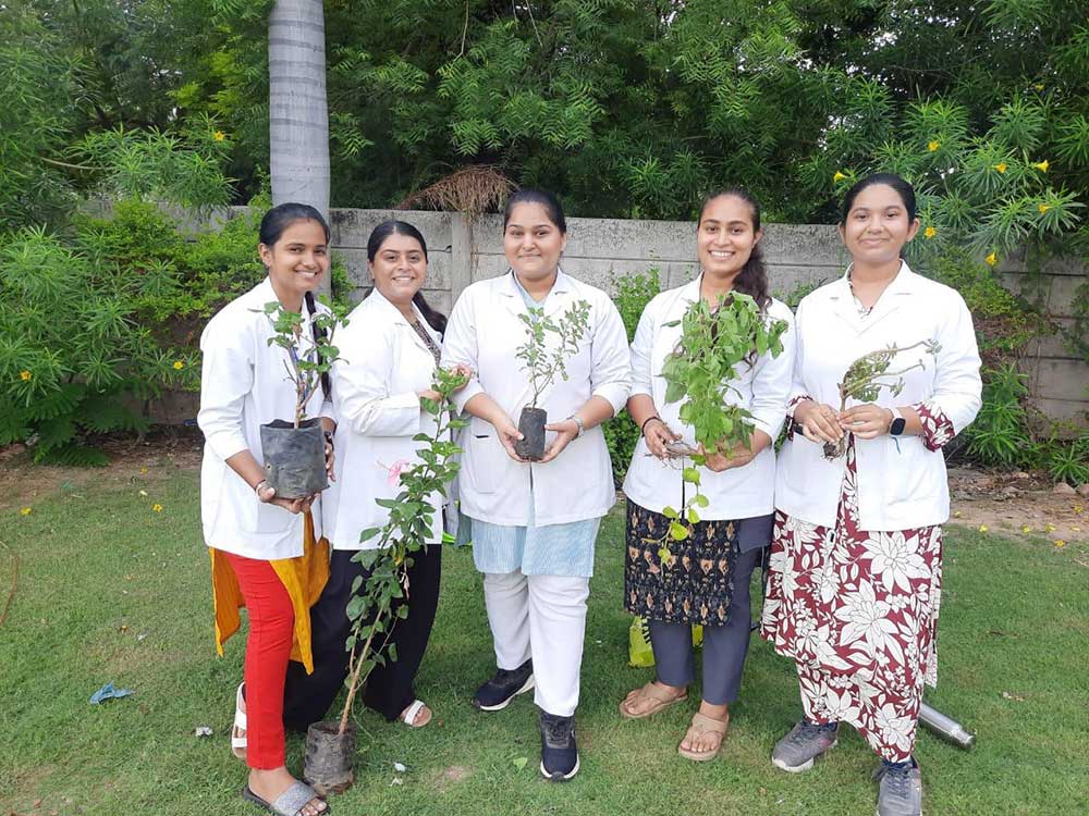 Tree plantation 